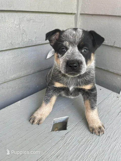 Blue Male – Australian Cattle Dog puppy for sale in Waukon, IA