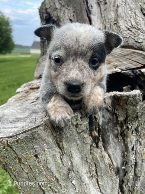 Blue Male A – Australian Cattle Dog puppy for sale in Waukon, IA