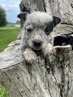 Blue Male A, a male Australian Cattle Dog for sale in Waukon, IA – 1 of 3