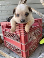 Red Female B, a female Australian Cattle Dog for sale in Waukon, IA – Photo 1 of 4