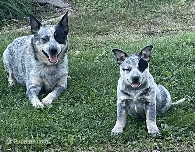 Blue Male A – Australian Cattle Dog puppy for sale in Waukon, IA