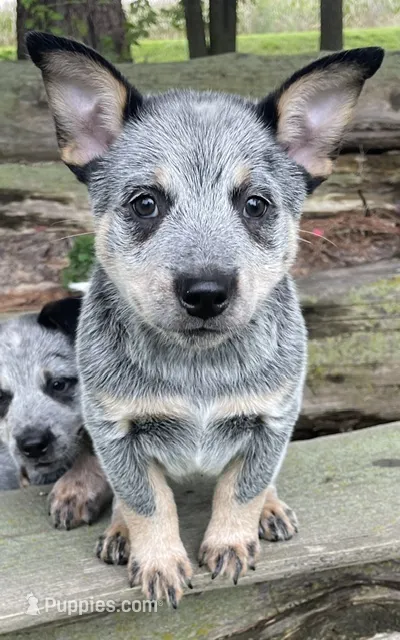 Blue Male D – Australian Cattle Dog puppy for sale in Waukon, IA