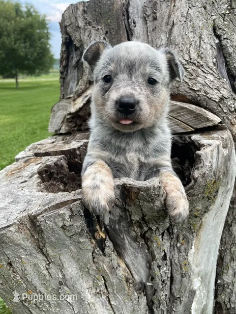 Blue Male B – Australian Cattle Dog puppy for sale in Waukon, IA