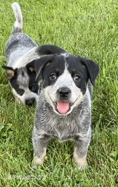 Blue Female B – Australian Cattle Dog puppy for sale in Waukon, IA