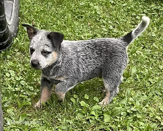 Blue Male C – Australian Cattle Dog puppy for sale in Waukon, IA