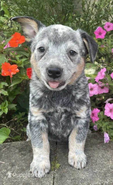 Blue Male B – Australian Cattle Dog puppy for sale in Waukon, IA
