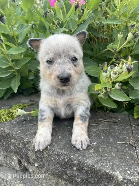 Blue Female C – Australian Cattle Dog puppy for sale in Waukon, IA