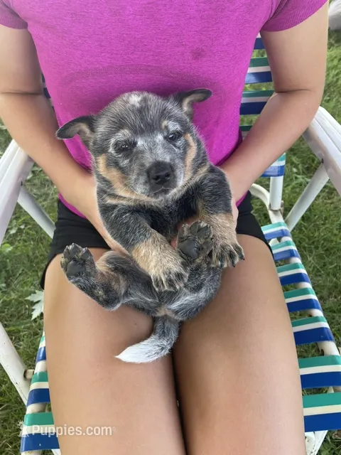 Blue Male C – Australian Cattle Dog puppy for sale in Waukon, IA