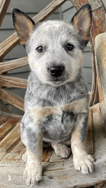 Blue Female C – Australian Cattle Dog puppy for sale in Waukon, IA