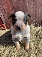 Blue Female A, a female Australian Cattle Dog for sale in Waukon, IA – Photo 2 of 4