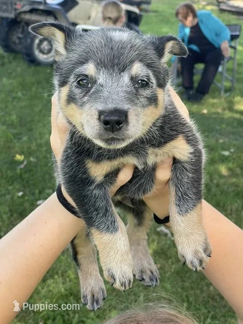 Blue Male D – Australian Cattle Dog puppy for sale in Waukon, IA