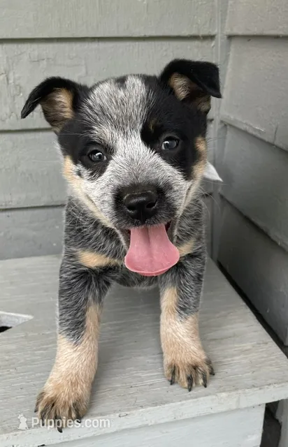 Blue Male – Australian Cattle Dog puppy for sale in Waukon, IA