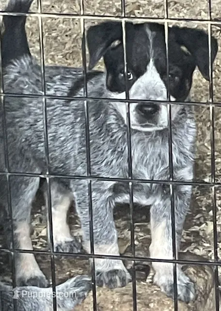 Blue Female B – Australian Cattle Dog puppy for sale in Waukon, IA