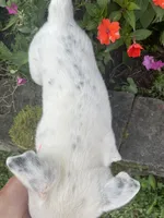 White with Blue Heeler or ACD, a male Australian Cattle Dog for sale in Waukon, IA – 4 of 10