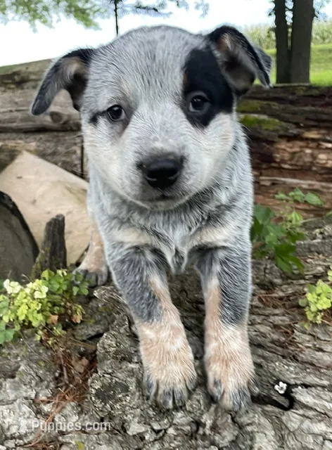 Blue Male A – Australian Cattle Dog puppy for sale in Waukon, IA