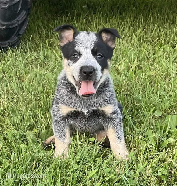 Blue Male – Australian Cattle Dog puppy for sale in Waukon, IA