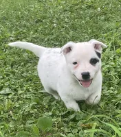 White with Blue Heeler or ACD, a male Australian Cattle Dog for sale in Waukon, IA – 8 of 10
