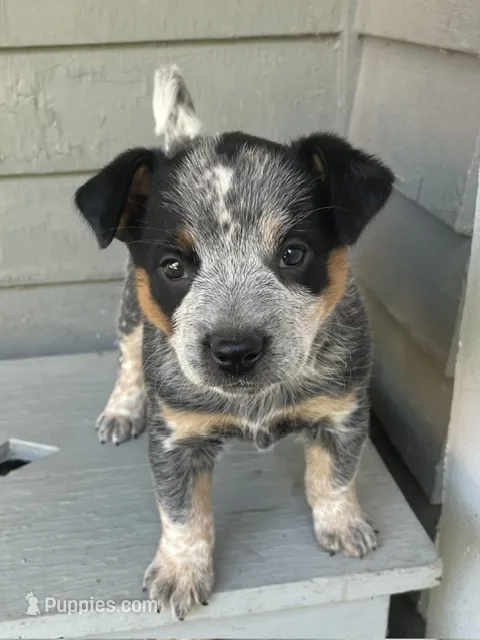 Blue Female A – Australian Cattle Dog puppy for sale in Waukon, IA