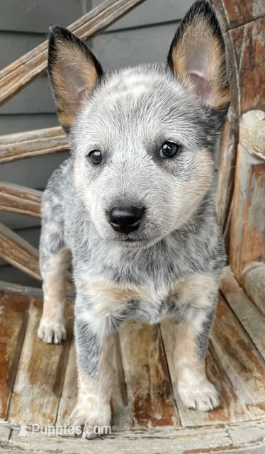Blue Female C – Australian Cattle Dog puppy for sale in Waukon, IA