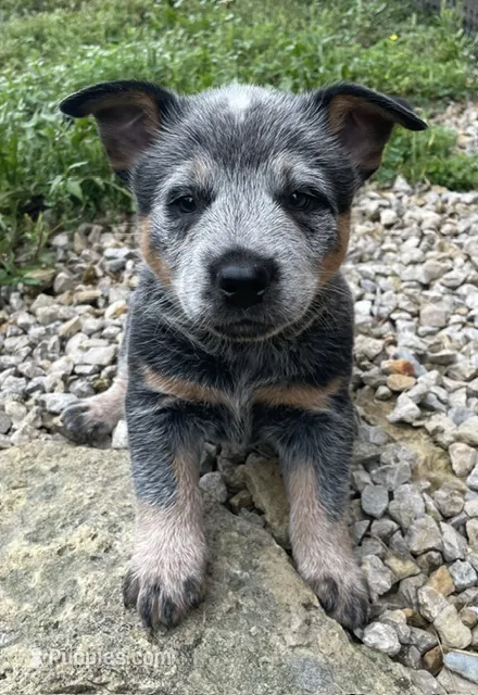 Blue Male C – Australian Cattle Dog puppy for sale in Waukon, IA