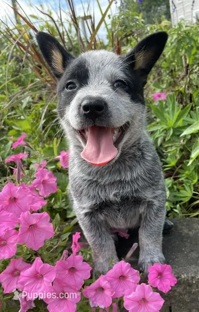 Blue Female  – Australian Cattle Dog puppy for sale in Waukon, IA