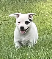 White with Blue Heeler or ACD, a male Australian Cattle Dog for sale in Waukon, IA – 2 of 10