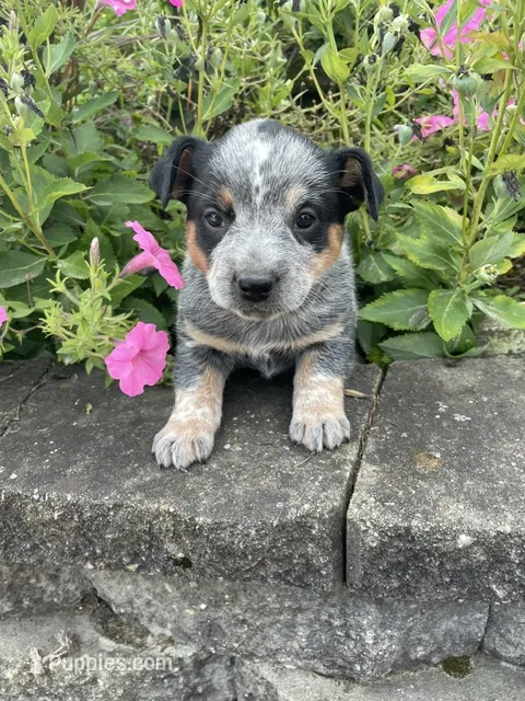 Blue Female A – Australian Cattle Dog puppy for sale in Waukon, IA