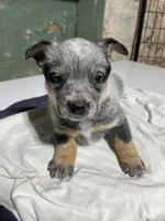 Blue Male, a male Australian Cattle Dog for sale in Waukon, IA – Photo 1 of 3
