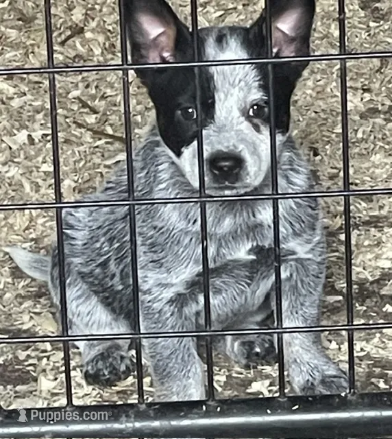 Blue Female  – Australian Cattle Dog puppy for sale in Waukon, IA