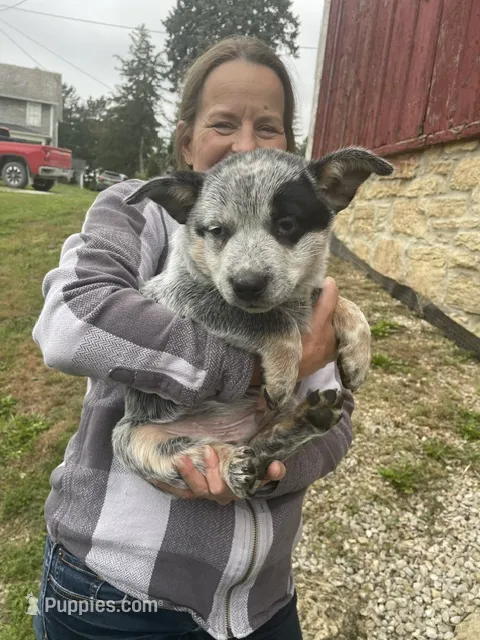 Blue Male A – Australian Cattle Dog puppy for sale in Waukon, IA