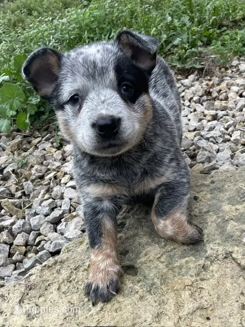 Blue Male A – Australian Cattle Dog puppy for sale in Waukon, IA