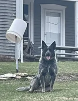Blue Male, a male Australian Cattle Dog for sale in Waukon, IA – 2 of 3