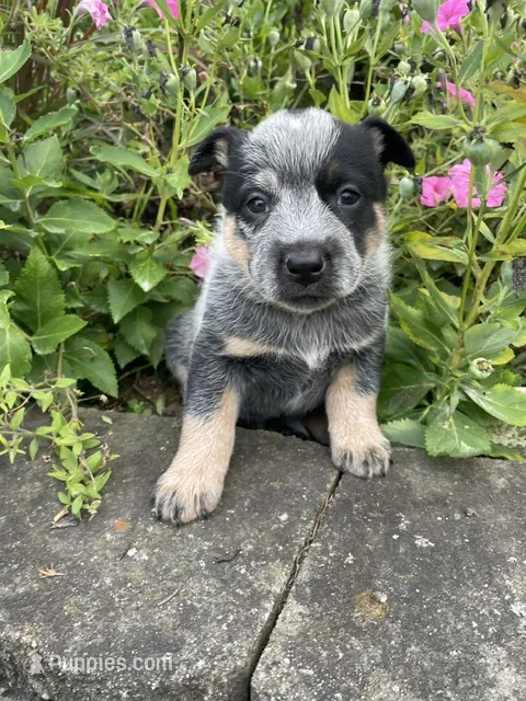 Blue Male – Australian Cattle Dog puppy for sale in Waukon, IA