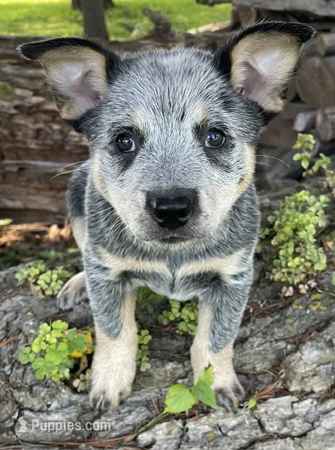 Blue Male D – Australian Cattle Dog puppy for sale in Waukon, IA