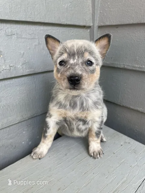 Blue Female C – Australian Cattle Dog puppy for sale in Waukon, IA