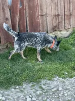 Blue Female A, a female Australian Cattle Dog for sale in Waukon, IA – 3 of 3