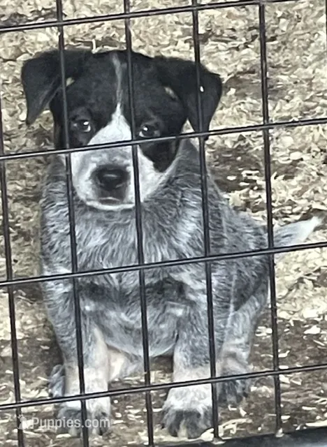 Blue Female B – Australian Cattle Dog puppy for sale in Waukon, IA