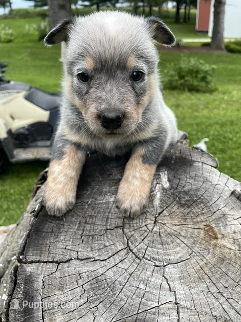 Blue Male E – Australian Cattle Dog puppy for sale in Waukon, IA