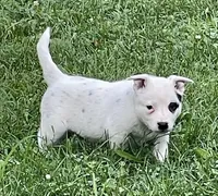 White with Blue Heeler or ACD, a male Australian Cattle Dog for sale in Waukon, IA – 6 of 10
