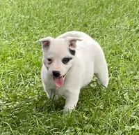 White with Blue Heeler or ACD, a male Australian Cattle Dog for sale in Waukon, IA – 7 of 10