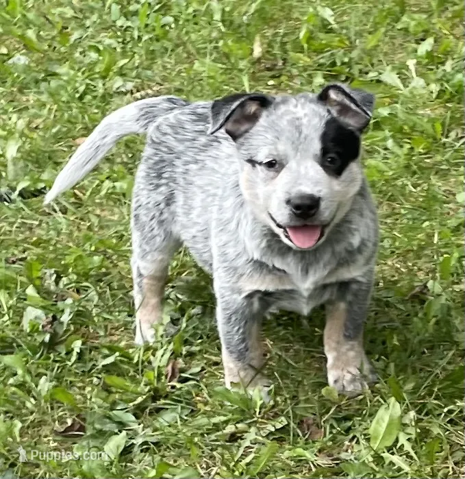 Blue Male A – Australian Cattle Dog puppy for sale in Waukon, IA