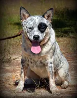 White with Blue Heeler or ACD, a male Australian Cattle Dog for sale in Waukon, IA – 3 of 10