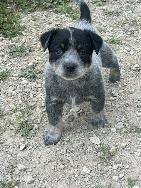 Blue Female B – Australian Cattle Dog puppy for sale in Waukon, IA