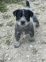 Blue Female B, a female Australian Cattle Dog for sale in Waukon, IA – 1 of 3