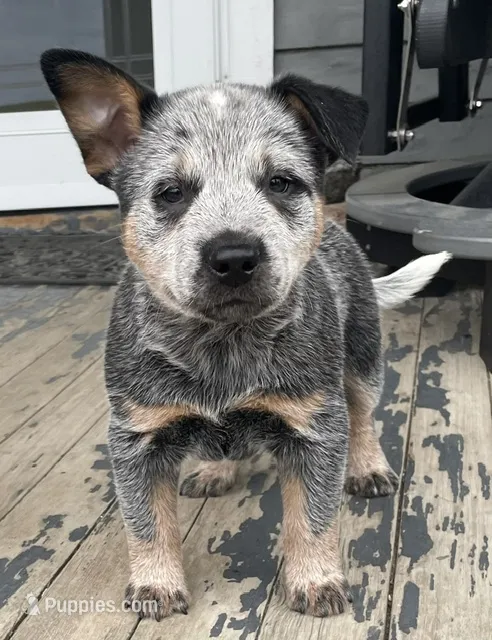 Blue Male C – Australian Cattle Dog puppy for sale in Waukon, IA