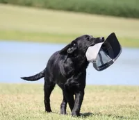 Rosie, a female Labrador Retriever for sale in Red Bud, IL – 4 of 10