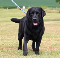 Drake, a male Labrador Retriever for sale in Red Bud, IL – 9 of 10