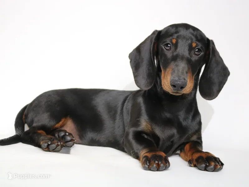 Louie – Miniature Dachshund puppy for sale in Red Bud, IL