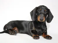 Archie, a male Miniature Dachshund for sale in Red Bud, IL – 7 of 8