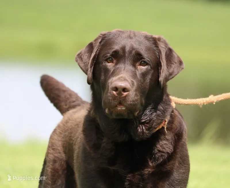 Molly – Labrador Retriever puppy for sale in Red Bud, IL